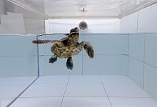 Meeresschildkr&ouml;te bei Geruchsexperiment - Foto: Joseph Pfaller/dpa