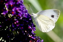 Karstwei&szlig;ling - Roland Weihrauch/dpa