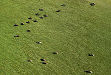 K&uuml;he - Foto: Silas Stein/dpa