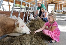 Silage f&uuml;r den jungen Bullen - Bernhard Preu&szlig;