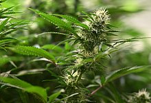 Cannabis-Anbau - Martin Schutt/dpa