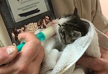 10000442432 - 1 - Tierheim Bünde