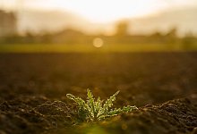 Anbaufläche bei Frankfurt - Andreas Arnold/dpa