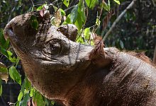 Sumatra-Nashorn - Foto: Str/epa/dpa