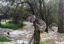 Koala in Australien - Foto: Aussie Ark/dpa