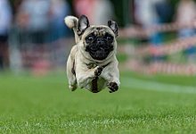 Die Zucht von M&ouml;psen mit zu kurzen Nasen soll in den Niederlanden verboten werden. - Daniel Maurer