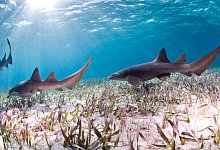 Haie - Foto: Antonio Busiello/WWF-US/dpa