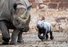 Nashornmutter mit Baby - Chester Zoo/dpa