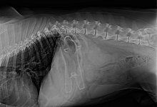 Die Umrisse des verschluckten Gegenstandes sind sehr gut zu erkennen. - NW