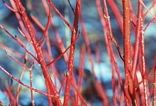 Bunte Geh&ouml;lze f&uuml;r den kargen Garten - Foto: Marion Nickig/dpa-tmn