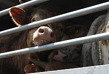 Tiertransporte - Animal Welfare Foundation/dpa