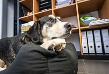 Hund liegt in einem B&uuml;ro auf seiner Decke - Frank Rumpenhorst/dpa-tmn
