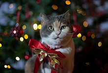 Eine Katze mit einer Geschenkschleife vor einem Weihnachtsbaum - Ina Fassbender/dpa-tmn