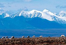 Natur in Alaska - -/AP/dpa