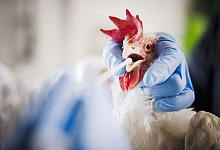 Vogelgrippe-Untersuchungen in der Schweiz - Michael Buholzer/KEYSTONE/dpa