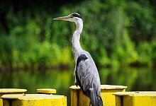 Fischreiher von Dach geschossen - Soeren Stache/dpa-Zentralbild/dpa