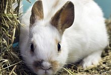 Kaninchenfutter - Foto: Jens Schierenbeck