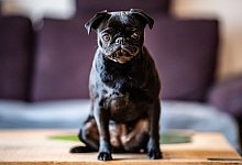 Der Gerichtsstreit um Mops Edda geht an die h&ouml;here Instanz. - dpa