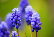 Vorsicht giftig: Diese Fr&uuml;hbl&uuml;her k&ouml;nnen gef&auml;hrlich werden - Arno Burgi/dpa-Zentralbild/dpa