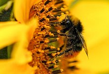 Hummel - Foto: Jacob King/PA Wire/dpa