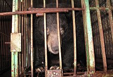 B&auml;r hinter Gittern - Animals Asia/dpa