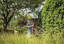 Mann schneidet einen Pflaumenbaum zur&uuml;ck - Christin Klose/dpa-tmn