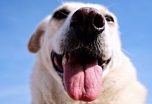 Schutz vor der Sonne: Nasenr&uuml;cken von Hunden k&ouml;nnen genauso wie Menschenhaut eingecremt werden. - Martin Gerten/dpa/dpa-tmn