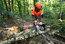 Ein Mann sägt einen Baumstamm mit einer Benzin-Motorsäge - Claudio Kalex/SidM/selbst.de/dpa-tmn
