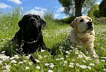Zwei Labradore liegen nebeneinander auf einer Wiese - Katja Sponholz/dpa-tmn