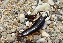 Ein Ohrwurm - Foto: Jonathan Wright/University of California/dpa