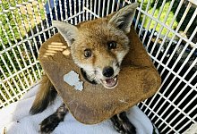 Fuchsjunges - Rspca/PA Media/dpa