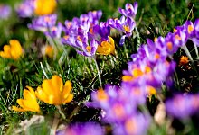 Blühende Krokusse - Hauke-Christian Dittrich/dpa/dpa-tmn