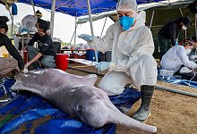 Flussdelfine - Miguel Monteiro/Instituto Mamiraua/dpa