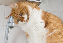 Katzen am Wasserhahn - Foto: Andrea Warnecke/dpa-tmn