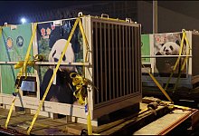 Riesenpandas auf dem Weg von China in die USA - Jin Tao/China\\\'s National Forestry and Grassland Administration/AP