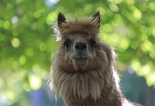 Alpaka - Matthias Bein/dpa