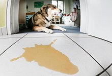 Inkontinenter Hund - Markus Scholz/dpa-tmn