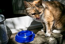 Katze schleckt sich vor Trinknapf das Maul - Karolin Kr&auml;mer/dpa-tmn