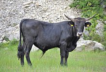 Auerrind - Karin Prignitz