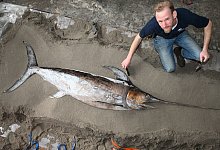 Pr&auml;paration von Schwertfisch - Foto: Stefan Sauer/dpa