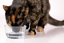 Eine Katze trinkt Wasser - Foto: Kai Remmers/dpa-tmn