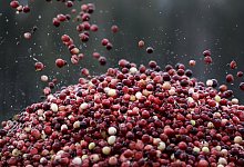 Cranberry-Ernte - Foto: Sergei Grits/AP/dpa