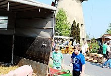 Buntes Treiben an der M&uuml;hle - Foto: S&ouml;lter