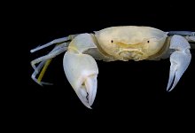 Neue Mini-Krabbe entdeckt - Foto: Jose C. E. Mendoza