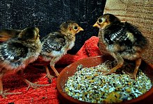 Nicht alles was gl&auml;nzt