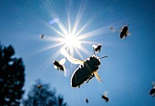 Honigbienen - Foto: Frank Rumpenhorst/dpa