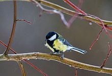 Stunde der Winterv&ouml;gel - Foto: Jens B&uuml;ttner/dpa