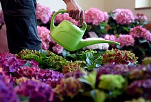 Frau gießt Hortensien - Britta Pedersen/dpa/dpa-tmn