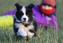 Den Besitzer fragen - Foto: Patrick Pleul/dpa-Zentralbild/dpa