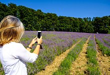 Lavendelfeld in Fromhausen - Sven Koch